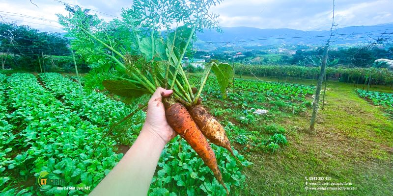 Cà rốt hữu cơ - Công Ty TNHH Nông Sản Hữu Cơ CTFARM