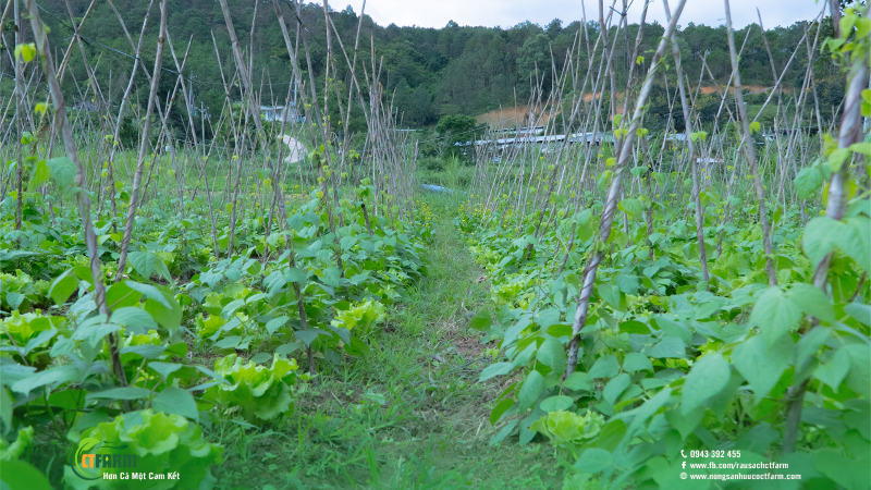 Rau sạch hữu cơ CTFARM - Công Ty TNHH Nông Sản Hữu Cơ CTFARM