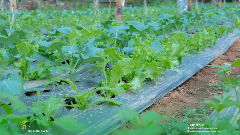 Rau sạch hữu cơ CTFARM - Công Ty TNHH Nông Sản Hữu Cơ CTFARM