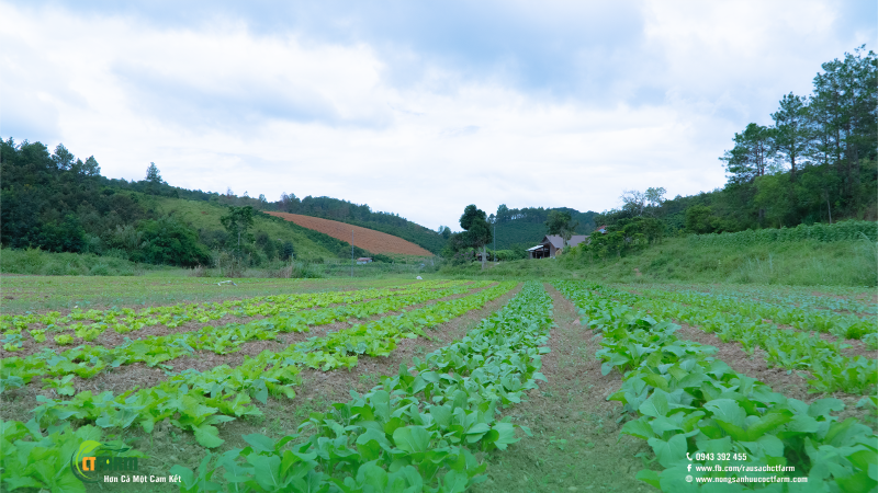 Rau sạch hữu cơ CTFARM - Công Ty TNHH Nông Sản Hữu Cơ CTFARM