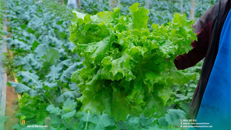Xà lách lolo - Công Ty TNHH Nông Sản Hữu Cơ CTFARM
