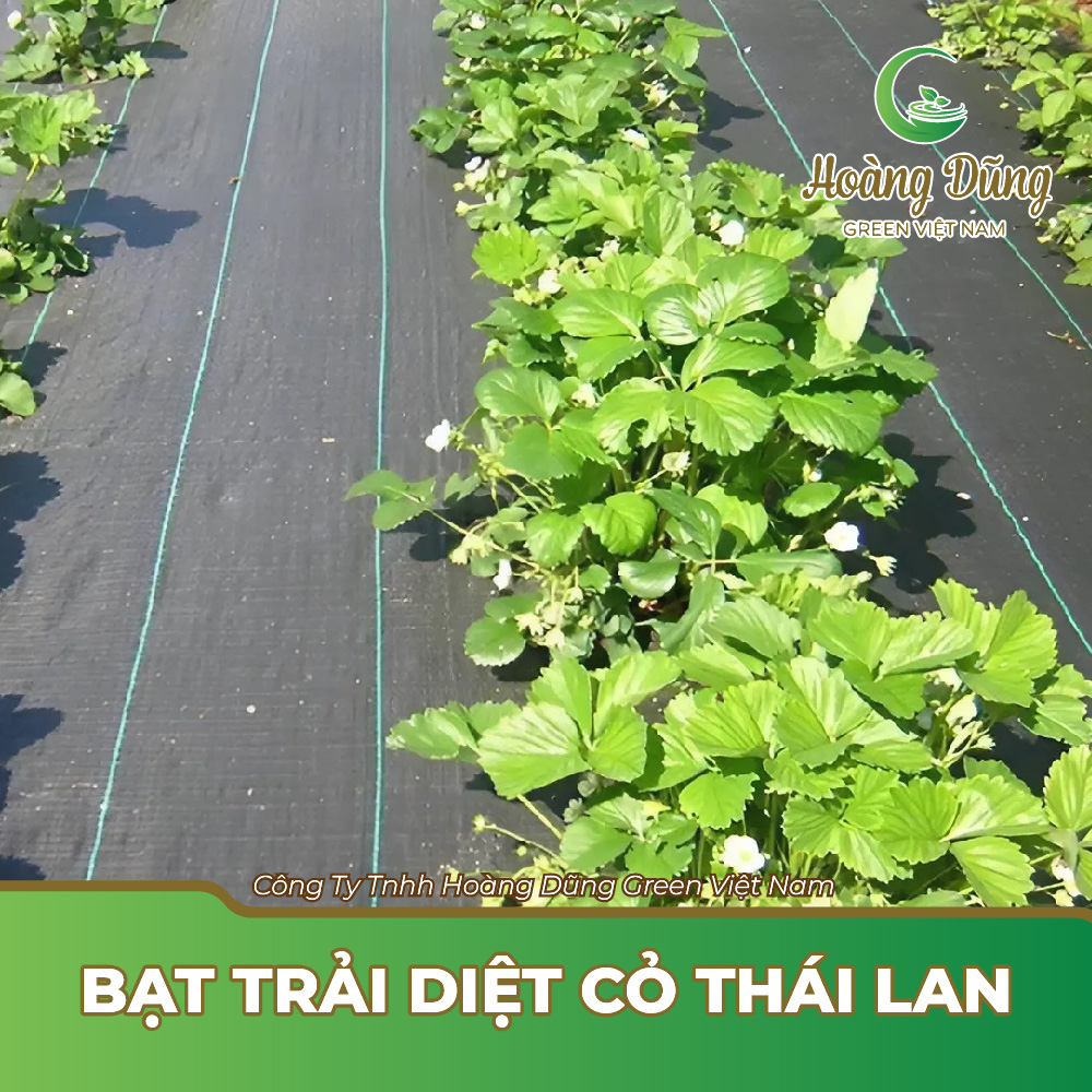 Bạt trải diệt cỏ Thái Lan