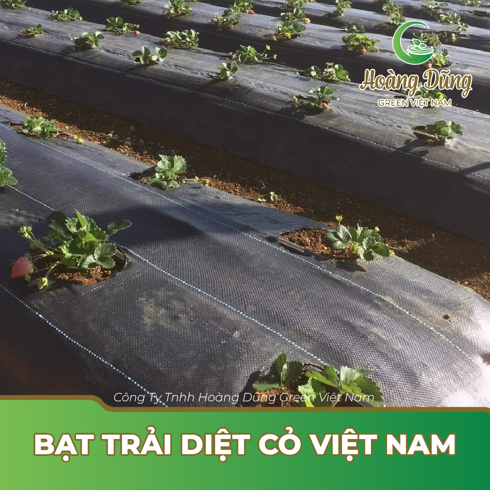 Bạt trải diệt cỏ Việt Nam