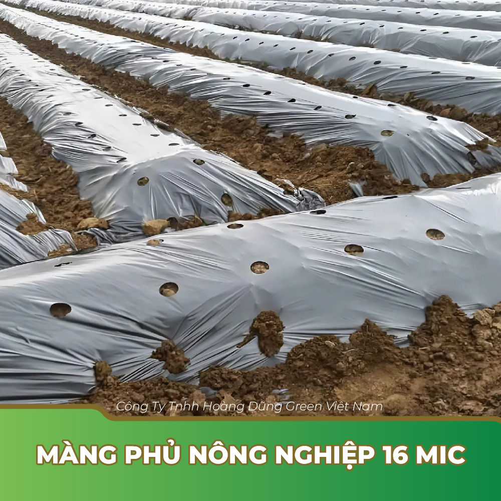 Màng phủ nông nghiệp 16 mic