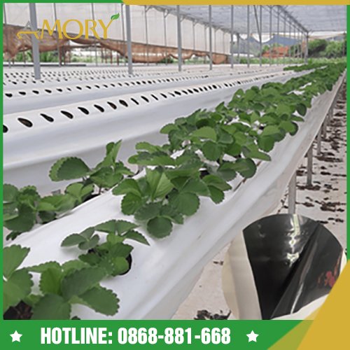 Màng phủ nông nghiệp - Bao Bì Amory - Công Ty TNHH Bao Bì Amory