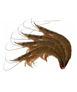 Tôm đất - Công Ty TNHH Hải Sản Trung Nam