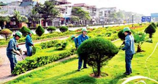 Dịch vụ chăm sóc cây xanh - Xây Dựng Đại Hưng Landscape - Chi Nhánh Công Ty TNHH Xây Dựng Dịch Vụ Đại Hưng Landscape