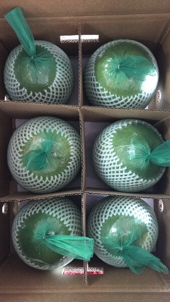 Bưởi da xanh ruột đỏ Bến Tre xuất khẩu