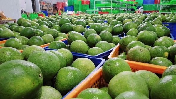 Bưởi da xanh ruột đỏ Bến Tre xuất khẩu