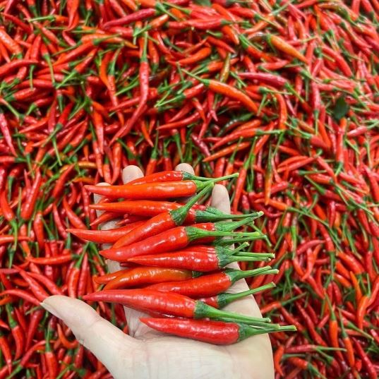 Ớt chỉ thiên cấp đông xuất khẩu