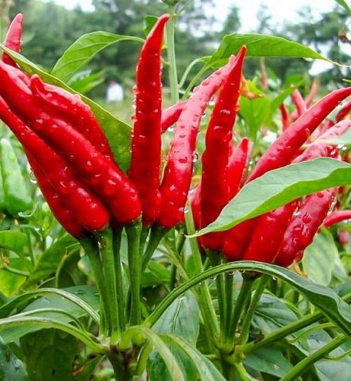 Ớt chỉ thiên cấp đông xuất khẩu