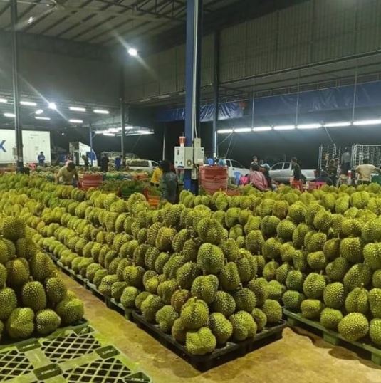 Sầu riêng tươi Ri6 xuất khẩu