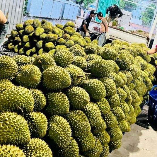 Sầu riêng tươi Ri6 xuất khẩu