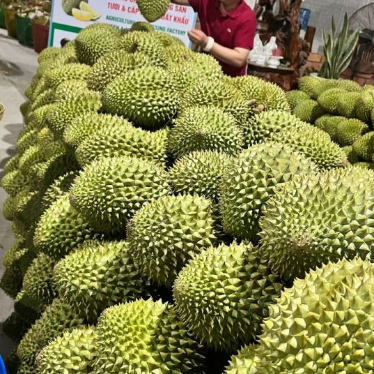 Sầu riêng tươi Ri6 xuất khẩu