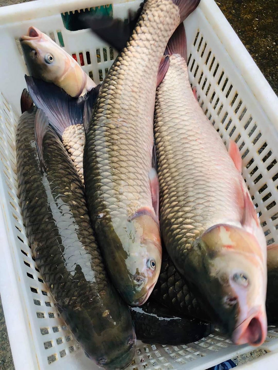Cá trắm - Thực Phẩm Sạch Tâm An - Công Ty TNHH Thực Phẩm Sạch Tâm An Hải Dương