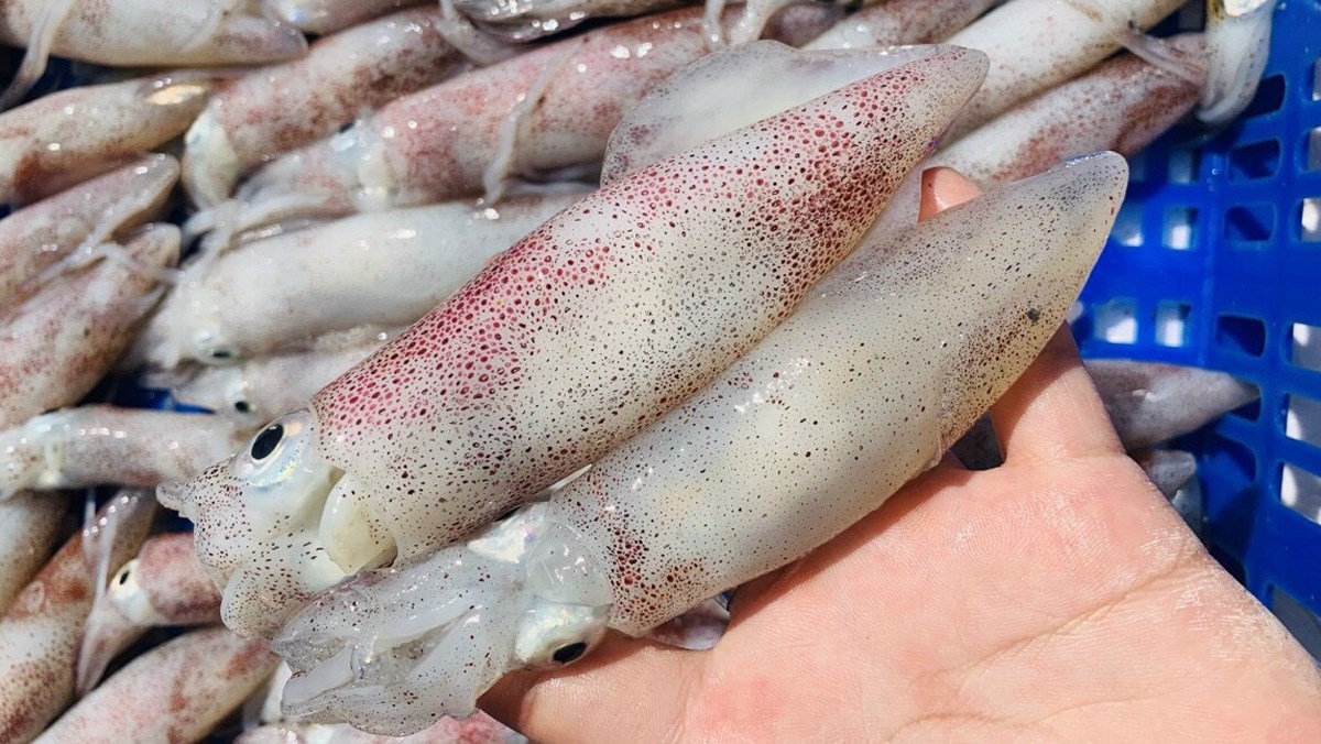 Mực trứng tươi - Thực Phẩm Sạch Tâm An - Công Ty TNHH Thực Phẩm Sạch Tâm An Hải Dương