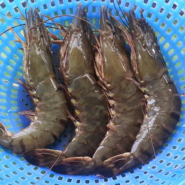 Tôm sú - Thực Phẩm Sạch Tâm An - Công Ty TNHH Thực Phẩm Sạch Tâm An Hải Dương