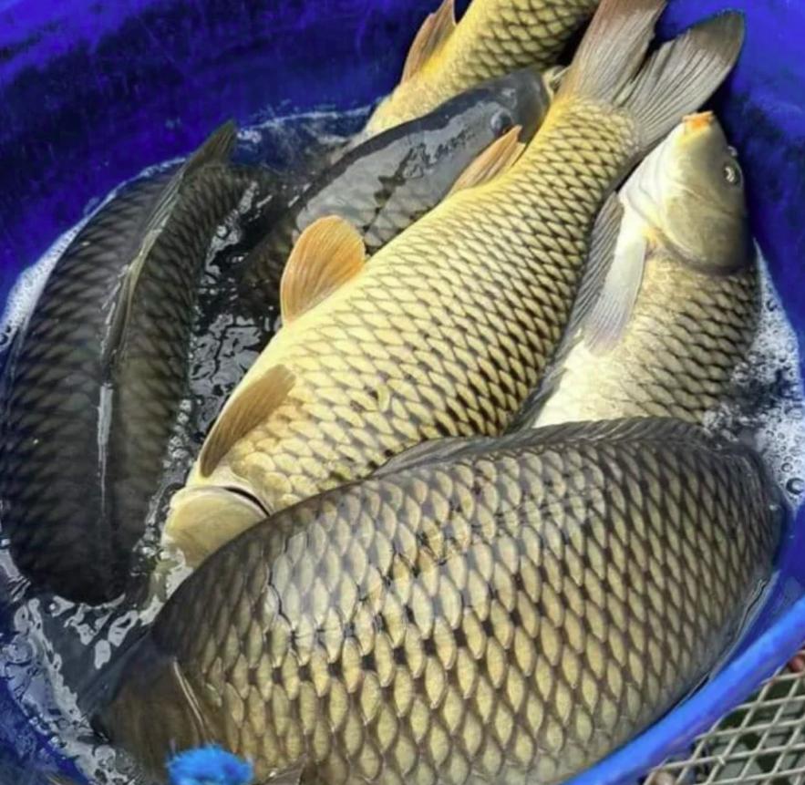 Cá chép - Thực Phẩm Sạch Tâm An - Công Ty TNHH Thực Phẩm Sạch Tâm An Hải Dương