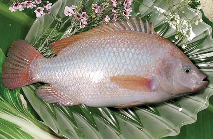 Cá diêu hồng - Thực Phẩm Sạch Tâm An - Công Ty TNHH Thực Phẩm Sạch Tâm An Hải Dương