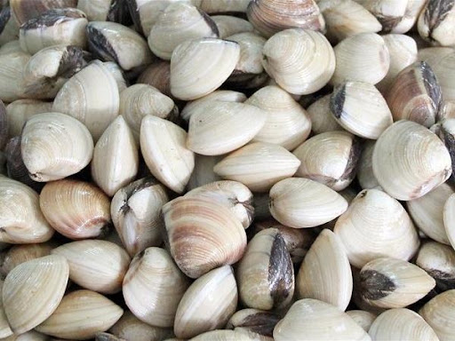 Ngao - Thực Phẩm Sạch Tâm An - Công Ty TNHH Thực Phẩm Sạch Tâm An Hải Dương