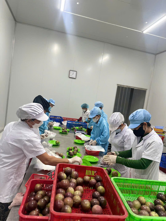 Hình ảnh kho hàng trái cây đông lạnh công ty Huy Yến