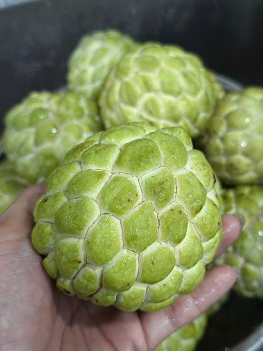 Mãng cầu cấp đông