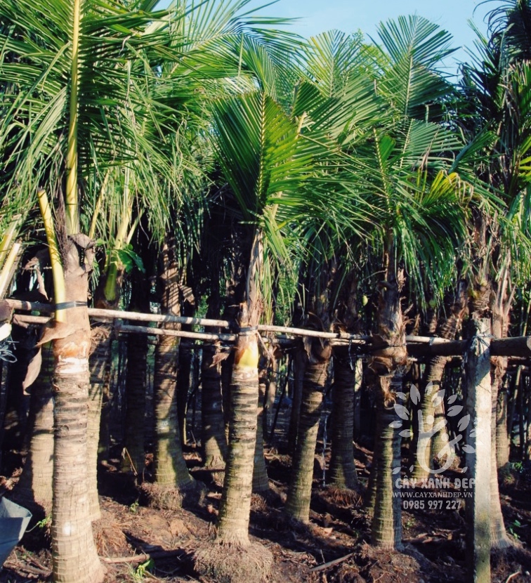 Cây dừa Bến Tre