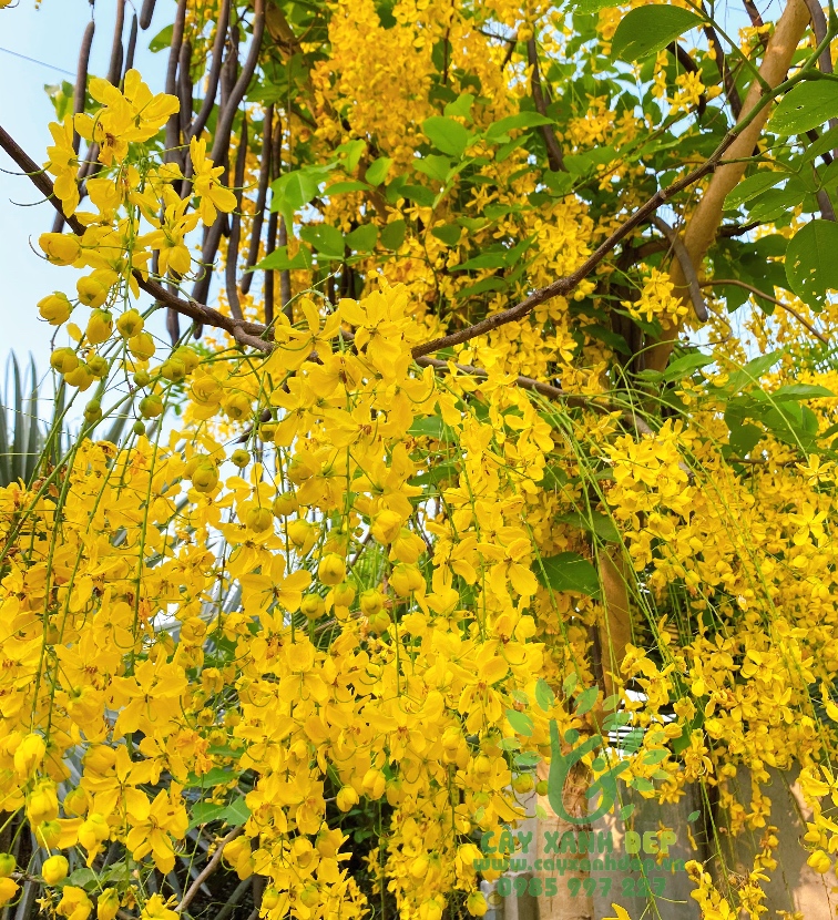 Cây Osaka vàng (Cây hoàng hậu vàng)