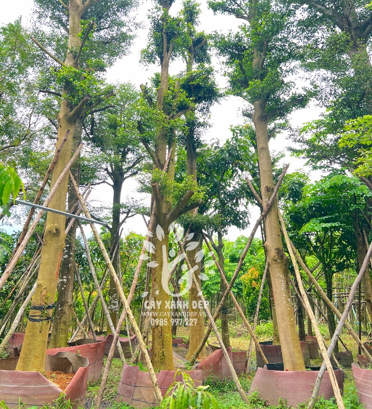 Cây bàng Đài Loan