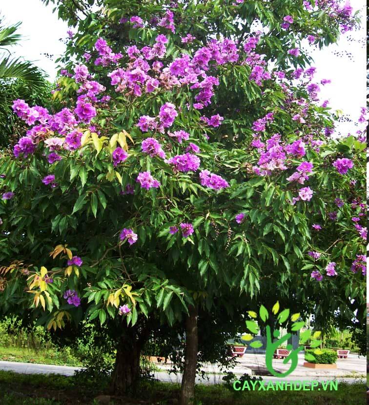 Cây bằng lăng tím