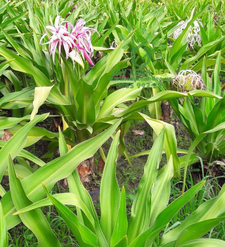 Cây đại tướng quân