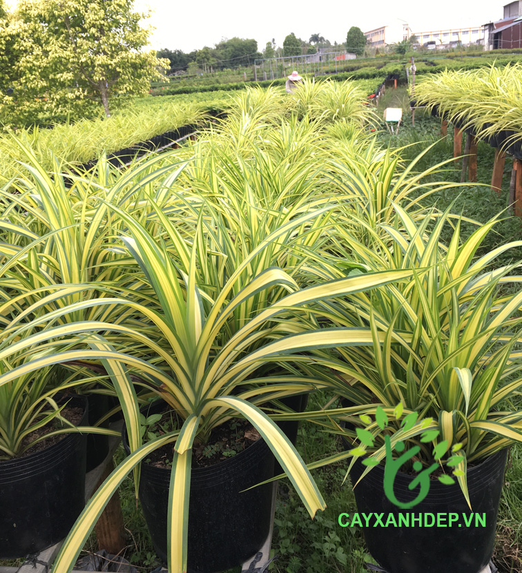 Cây dứa vạn phát