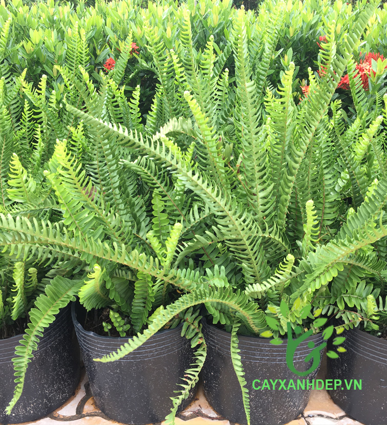 Cây dương xỉ me