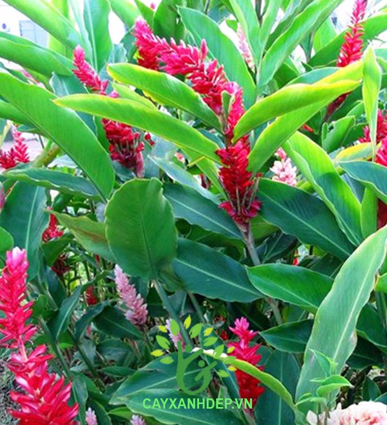 Cây hạnh phúc (cây sẹ đỏ)