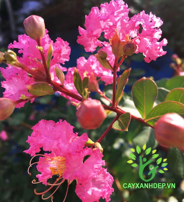 Cây hoa tường vi