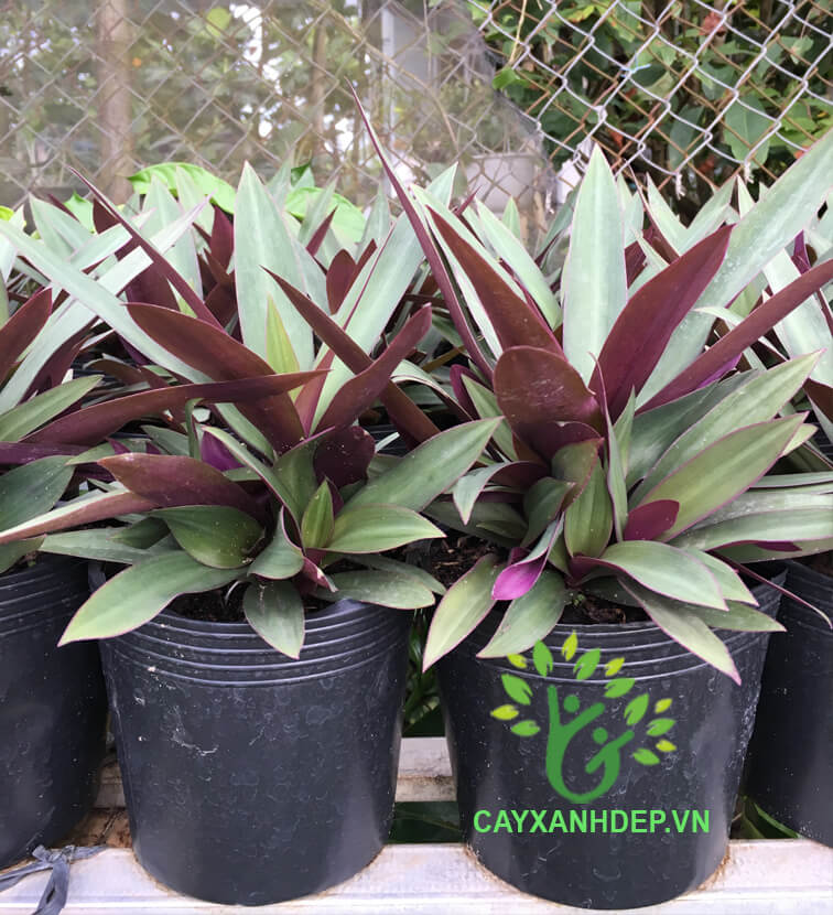 Cây lẻ bạn (Cây sò huyết)