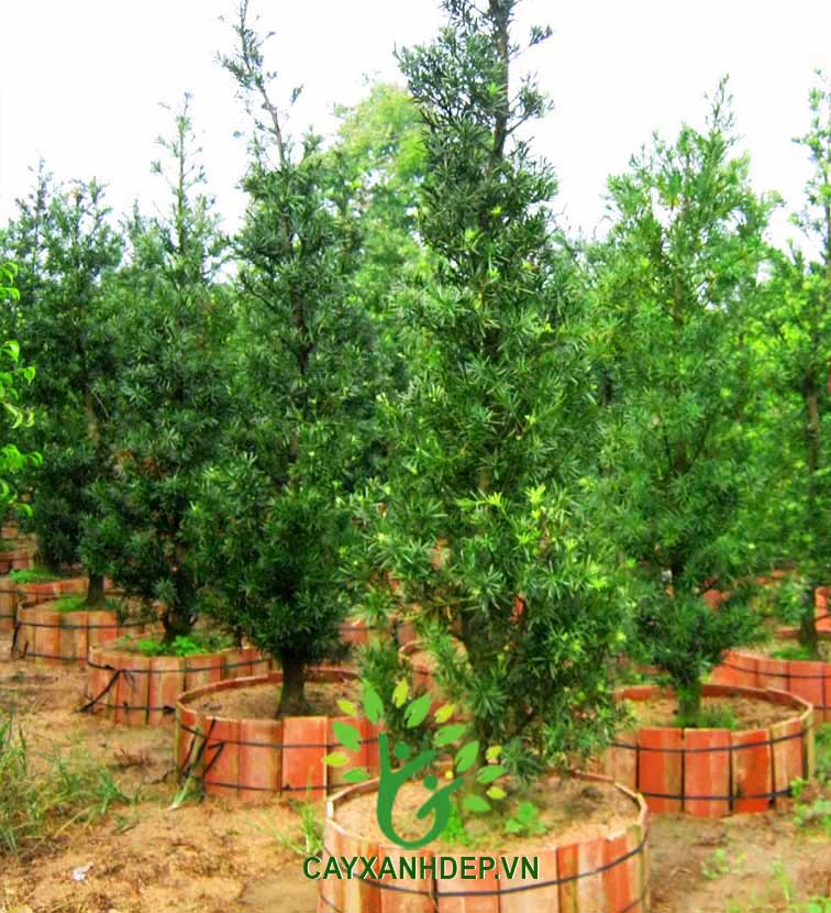 Cây vạn niên tùng