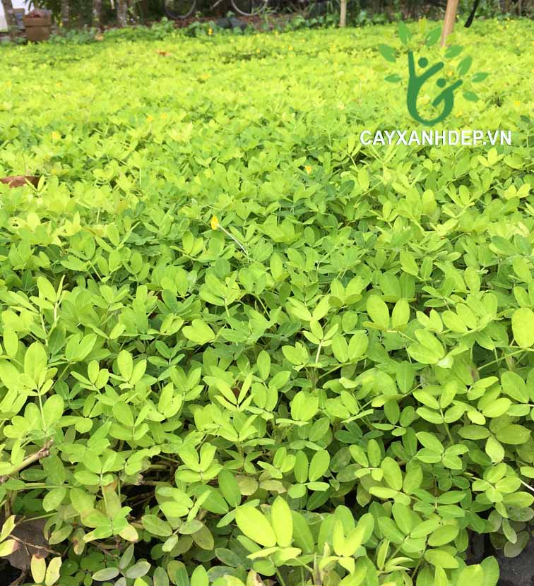 Cỏ đậu phộng