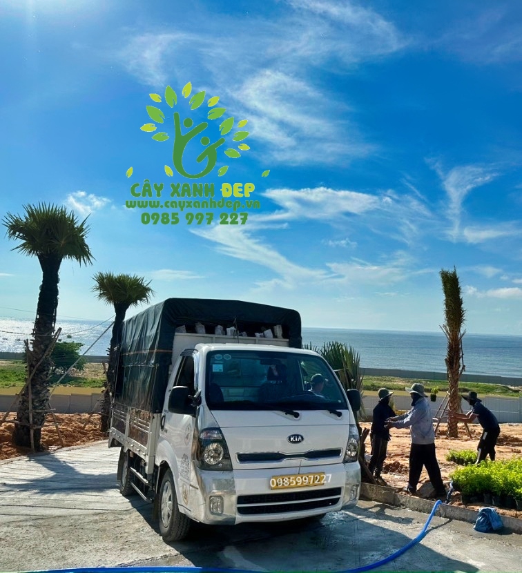 Hình ảnh dự án cây xanh tại Phan Thiết