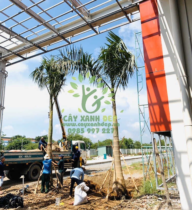 Hình ảnh dự án cây xanh tại Sóc Trăng