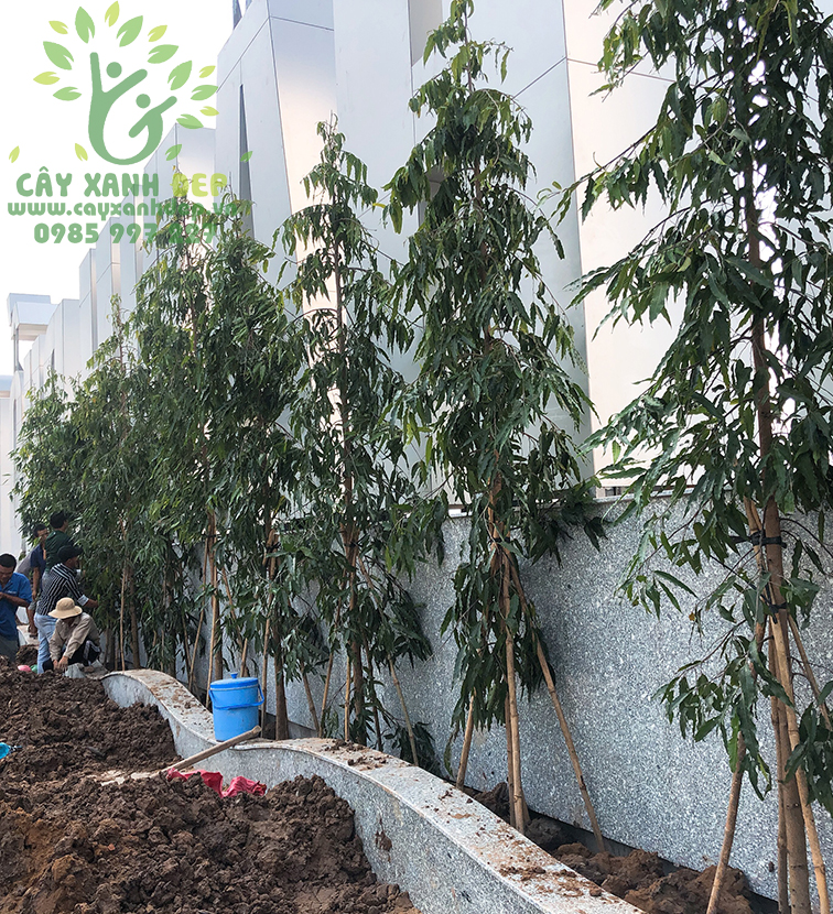 Hình ảnh dự án cây xanh tại Tiền Giang