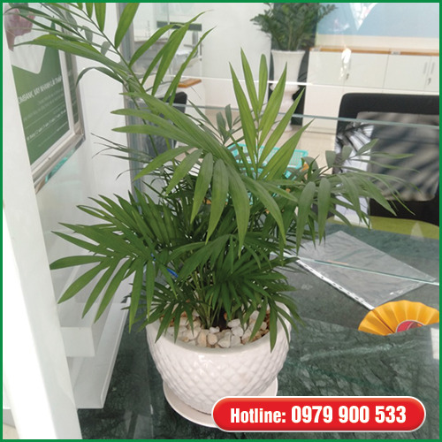 Cây tiểu trâm - Cây Xanh Green Life - Công Ty TNHH Thương Mại Dịch Vụ Cây Xanh Green Life