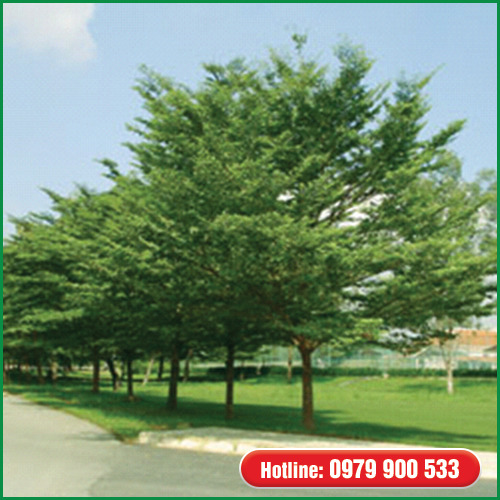 Cây bàng Đài Loan - Cây Xanh Green Life - Công Ty TNHH Thương Mại Dịch Vụ Cây Xanh Green Life