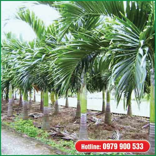 Cây cau vua - Cây Xanh Green Life - Công Ty TNHH Thương Mại Dịch Vụ Cây Xanh Green Life