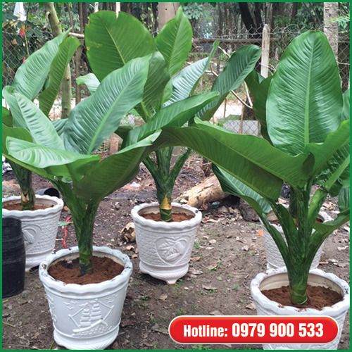 Cây đại phú gia - Cây Xanh Green Life - Công Ty TNHH Thương Mại Dịch Vụ Cây Xanh Green Life