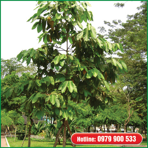 Cây dầu rái - Cây Xanh Green Life - Công Ty TNHH Thương Mại Dịch Vụ Cây Xanh Green Life