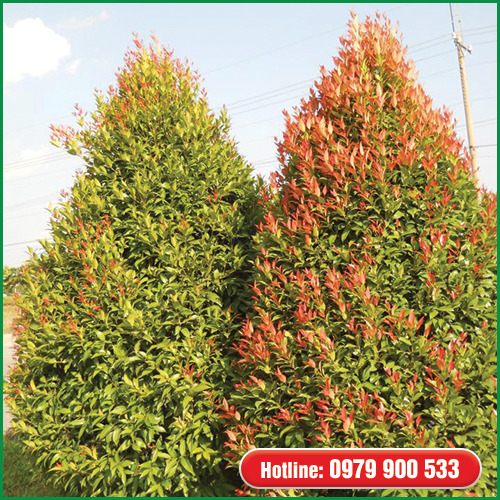 Cây hồng lộc - Cây Xanh Green Life - Công Ty TNHH Thương Mại Dịch Vụ Cây Xanh Green Life