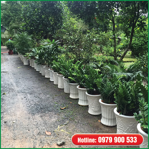 Cây kim tiền - Cây Xanh Green Life - Công Ty TNHH Thương Mại Dịch Vụ Cây Xanh Green Life