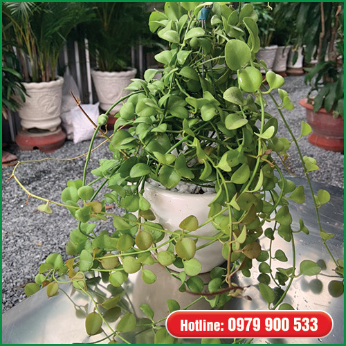 Cây lan hạt dưa - Cây Xanh Green Life - Công Ty TNHH Thương Mại Dịch Vụ Cây Xanh Green Life