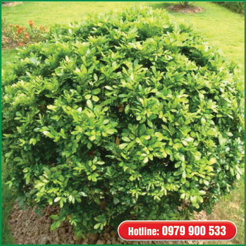 Cây ngâu - Cây Xanh Green Life - Công Ty TNHH Thương Mại Dịch Vụ Cây Xanh Green Life